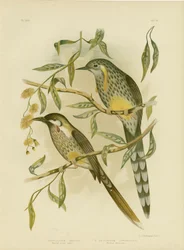 Yellow Wattlebird, 1891